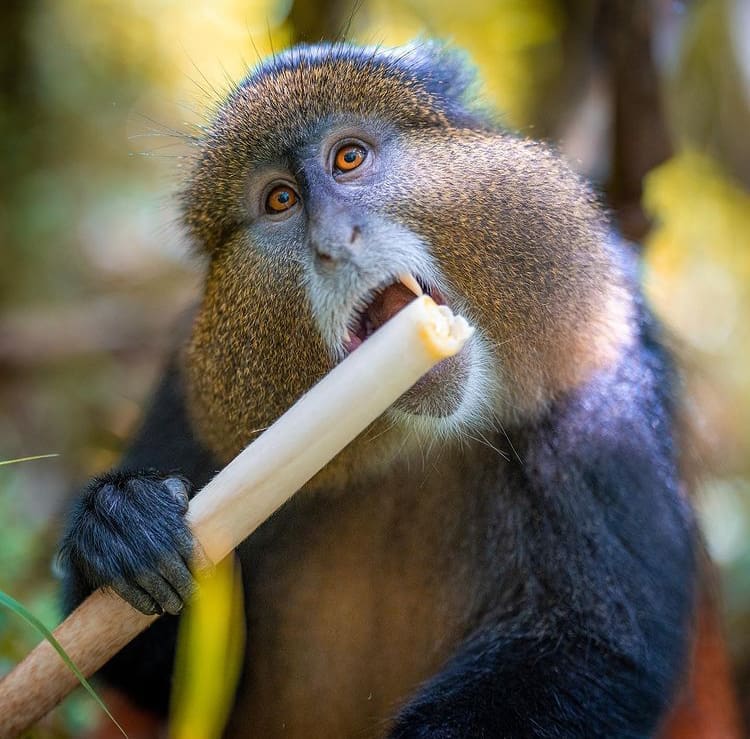 Golden Monkey chewing on bamboo in Mgahinga Gorilla National Park